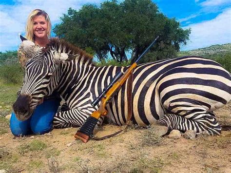 zebra hunts